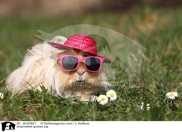 Langhaarmeerschwein / long-haired guinea pig / JH-20921