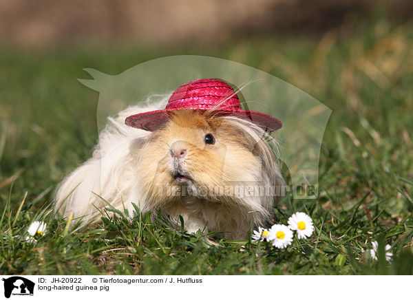 Langhaarmeerschwein / long-haired guinea pig / JH-20922