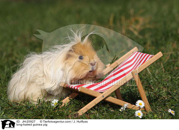 Langhaarmeerschwein / long-haired guinea pig / JH-20927