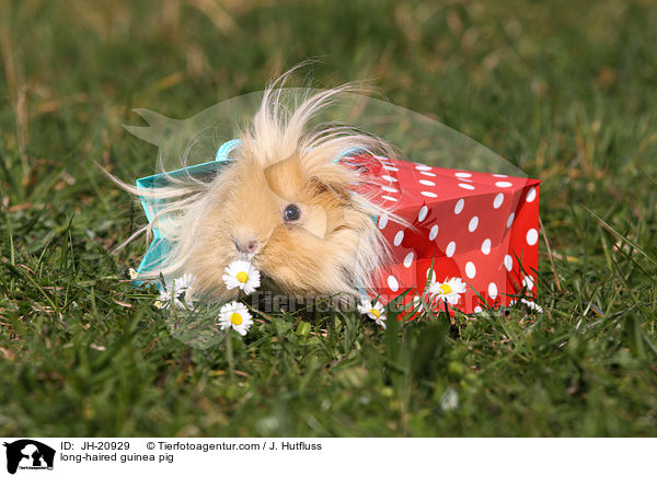 long-haired guinea pig / JH-20929