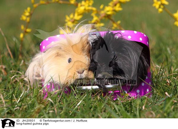 Langhaarmeerschweine / long-haired guinea pigs / JH-20931