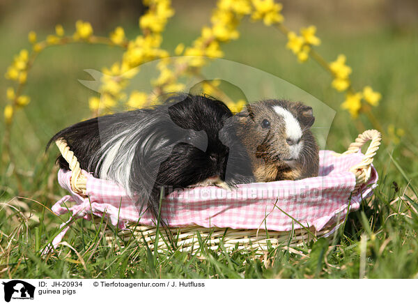 Meerschweine / guinea pigs / JH-20934