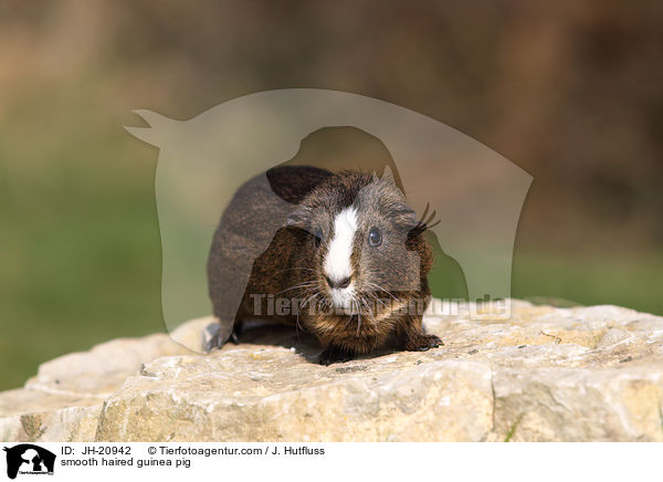 Glatthaarmeerschwein / smooth haired guinea pig / JH-20942