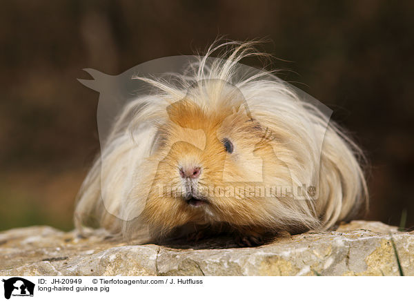 long-haired guinea pig / JH-20949