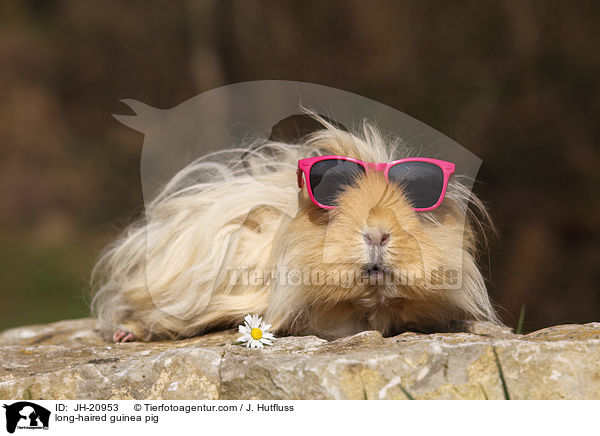 long-haired guinea pig / JH-20953