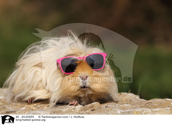 Langhaarmeerschwein / long-haired guinea pig / JH-20955