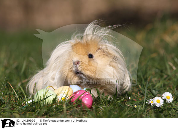 Langhaarmeerschwein / long-haired guinea pig / JH-20966