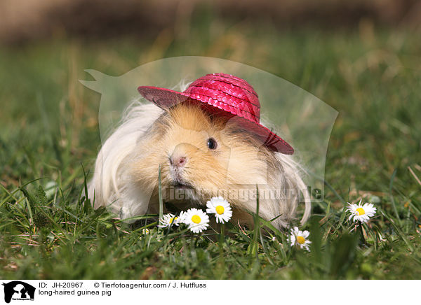 Langhaarmeerschwein / long-haired guinea pig / JH-20967