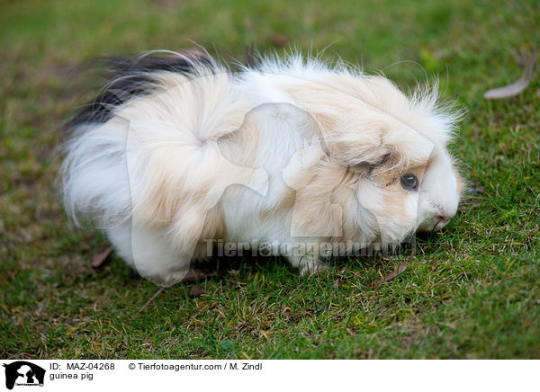 guinea pig / MAZ-04268