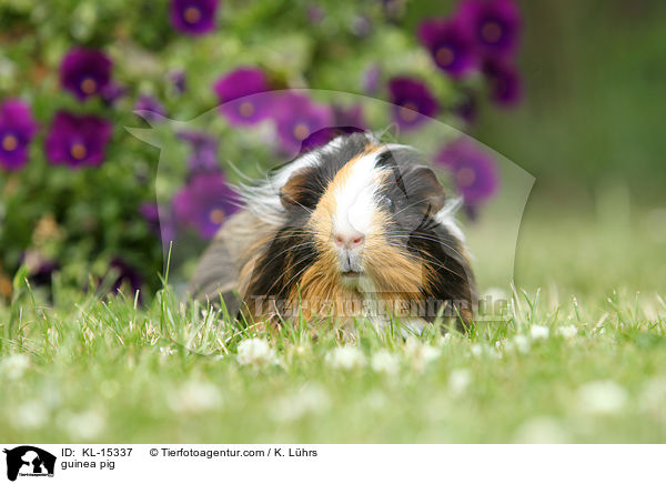 Meerschweinchen / guinea pig / KL-15337