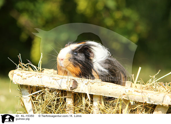 guinea pig / KL-15350