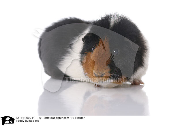 Teddymeerschweinchen / Teddy guinea pig / RR-69911