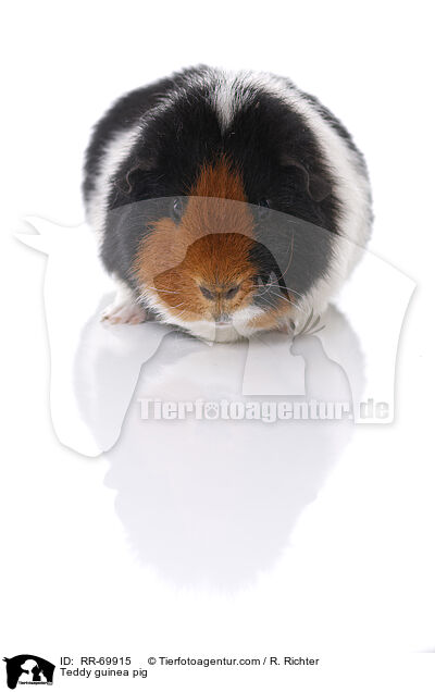 Teddymeerschweinchen / Teddy guinea pig / RR-69915