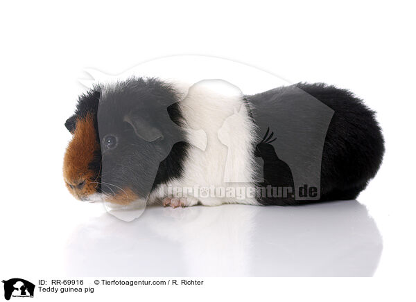 Teddymeerschweinchen / Teddy guinea pig / RR-69916