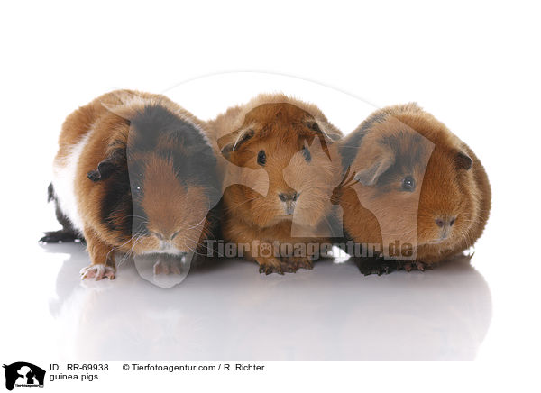 Meerschweinchen / guinea pigs / RR-69938