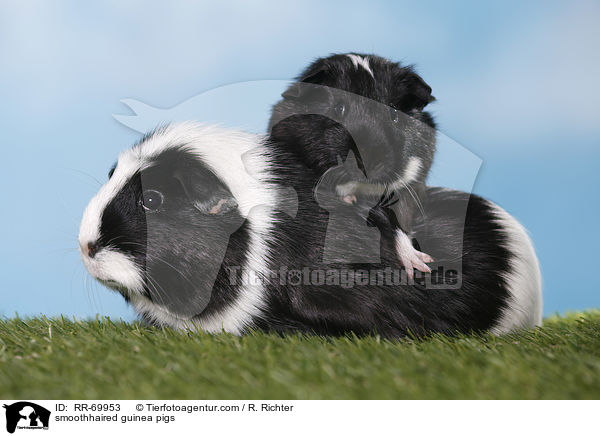 Glatthaarmeerschweine / smoothhaired guinea pigs / RR-69953