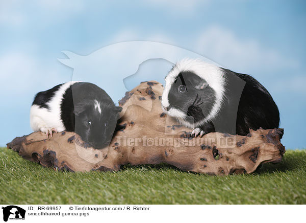 Glatthaarmeerschweine / smoothhaired guinea pigs / RR-69957