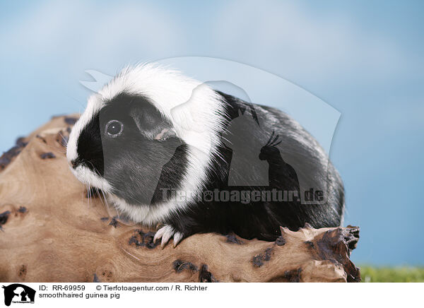 Glatthaarmeerschwein / smoothhaired guinea pig / RR-69959