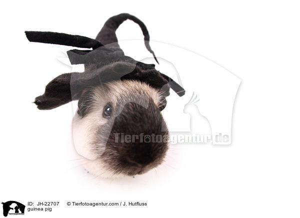 Meerschweinchen / guinea pig / JH-22707