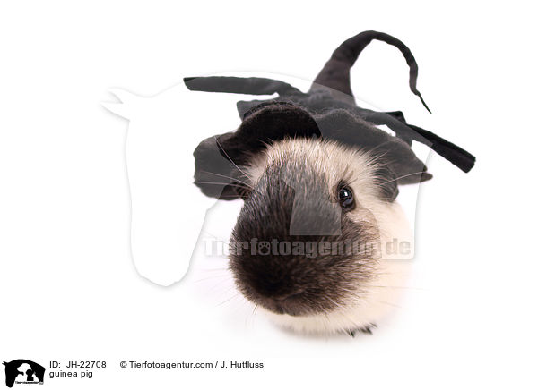 Meerschweinchen / guinea pig / JH-22708