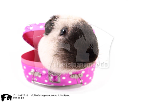 Meerschweinchen / guinea pig / JH-22710