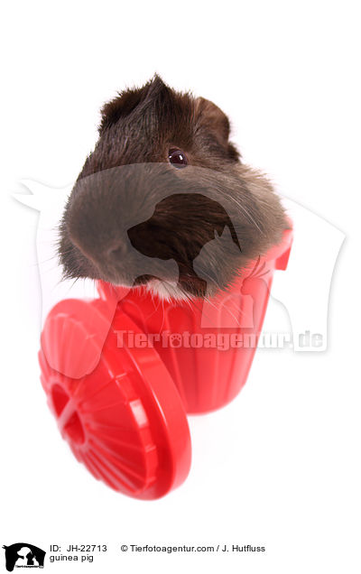 Meerschweinchen / guinea pig / JH-22713