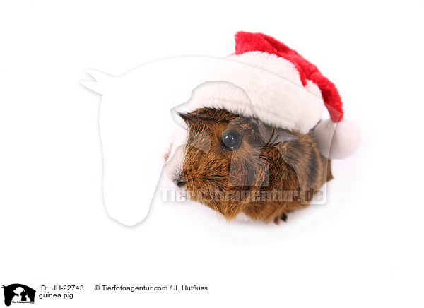 Meerschweinchen / guinea pig / JH-22743