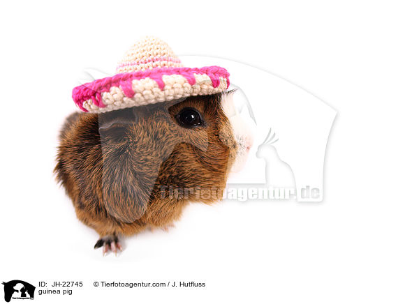 Meerschweinchen / guinea pig / JH-22745