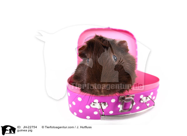 Meerschweinchen / guinea pig / JH-22754