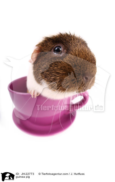 Meerschweinchen / guinea pig / JH-22773