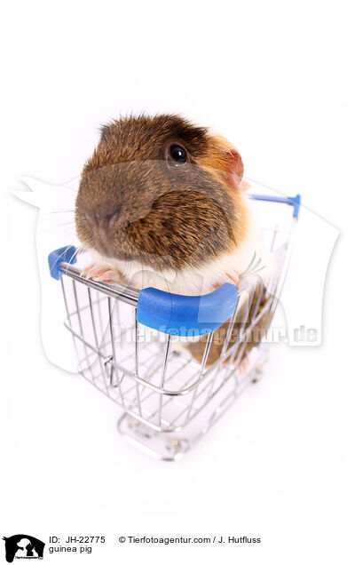 Meerschweinchen / guinea pig / JH-22775