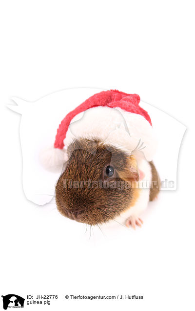 Meerschweinchen / guinea pig / JH-22776