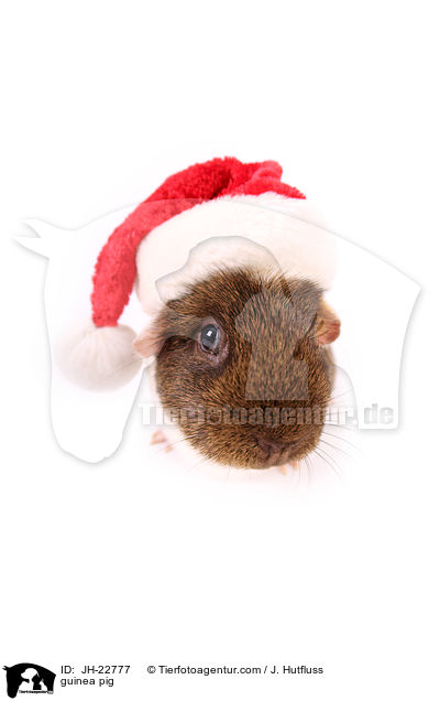 Meerschweinchen / guinea pig / JH-22777