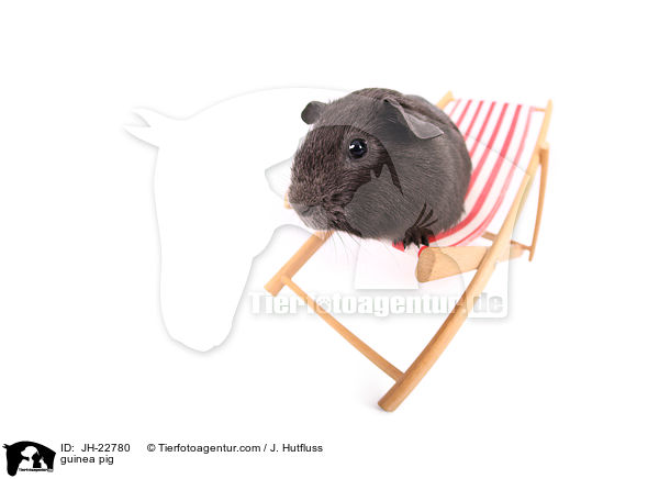 Meerschweinchen / guinea pig / JH-22780