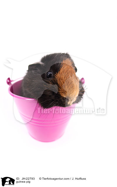 Meerschweinchen / guinea pig / JH-22793