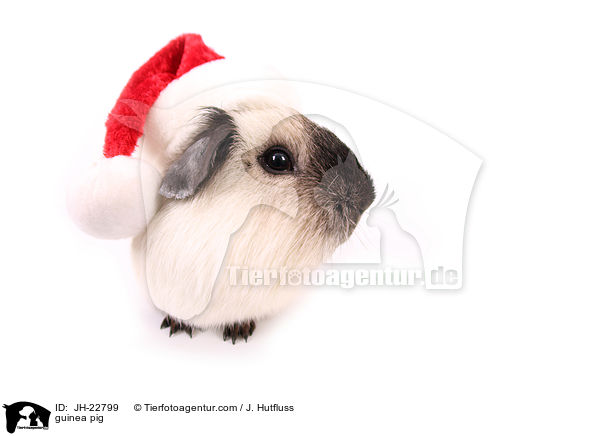 Meerschweinchen / guinea pig / JH-22799