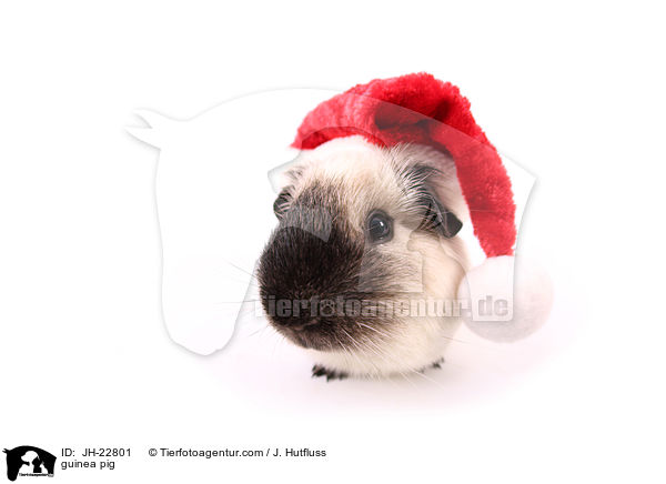 Meerschweinchen / guinea pig / JH-22801