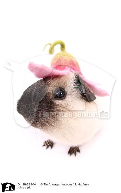 Meerschweinchen / guinea pig / JH-22804