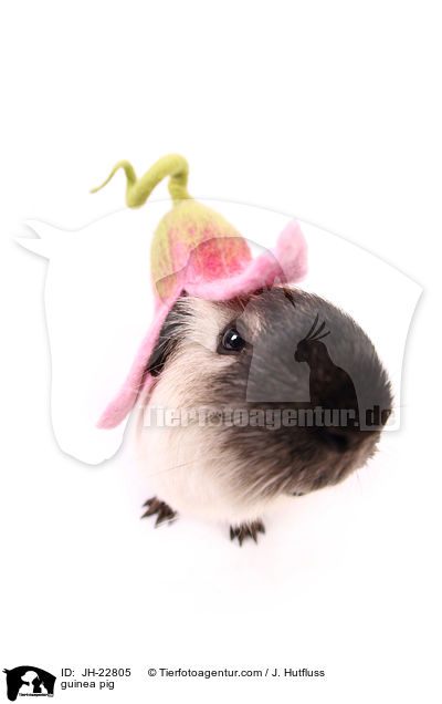 Meerschweinchen / guinea pig / JH-22805