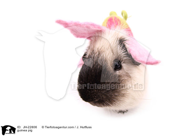 Meerschweinchen / guinea pig / JH-22806