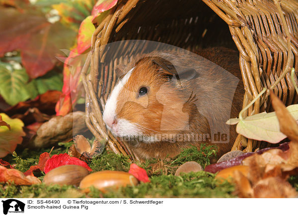 Glatthaarmeerschweinchen / Smooth-haired Guinea Pig / SS-46490