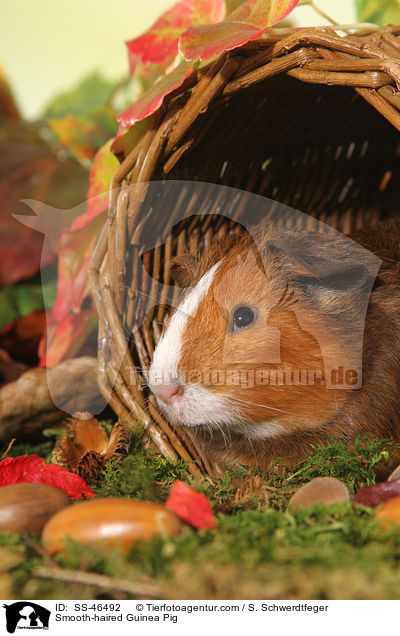 Glatthaarmeerschweinchen / Smooth-haired Guinea Pig / SS-46492