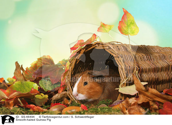 Glatthaarmeerschweinchen / Smooth-haired Guinea Pig / SS-46494