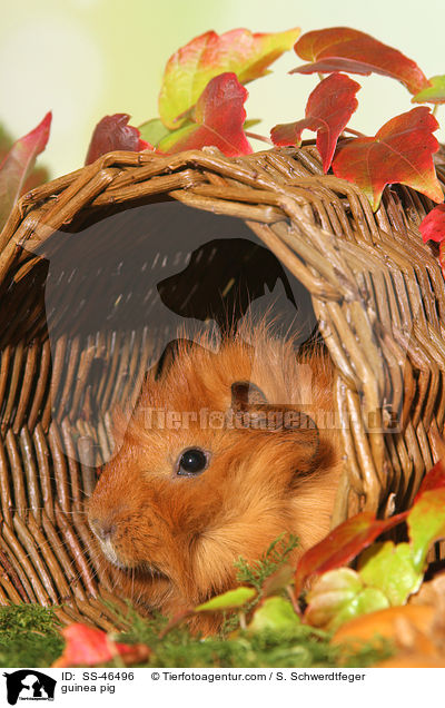 Angorameerschweinchen / guinea pig / SS-46496