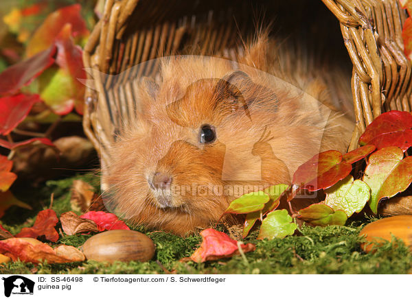 Angorameerschweinchen / guinea pig / SS-46498