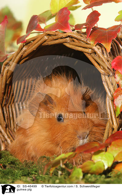 Angorameerschweinchen / guinea pig / SS-46499