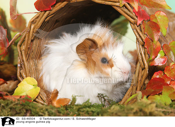 young angora guinea pig / SS-46504