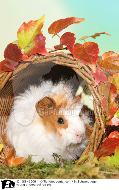 junges Angorameerschweinchen / young angora guinea pig / SS-46506