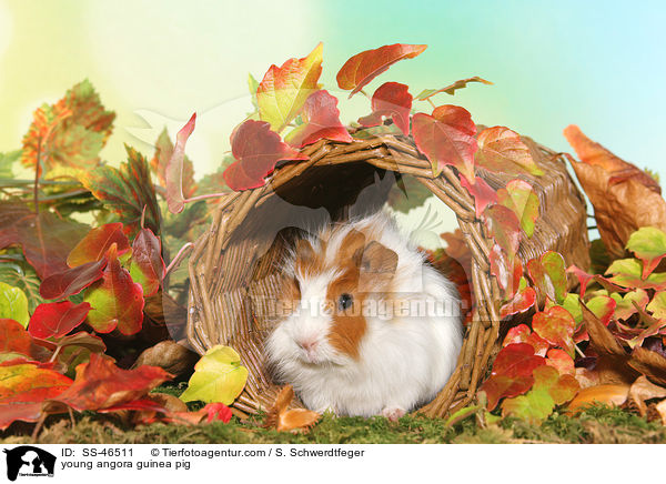 young angora guinea pig / SS-46511