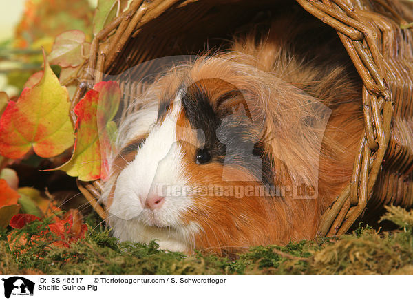 Sheltie Meerschweinchen / Sheltie Guinea Pig / SS-46517